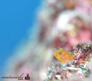 トウシマコケギンポ