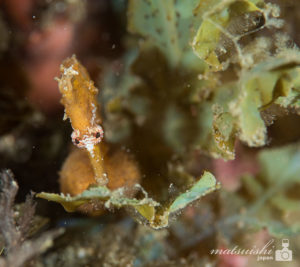 雄のタツノオトシゴ