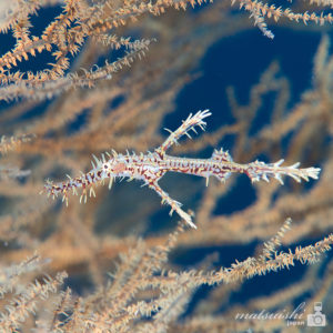 ニシキフウライウオ