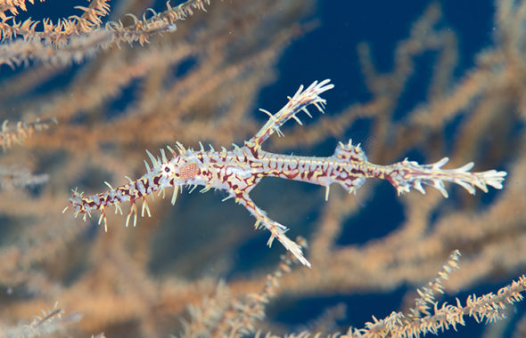 ニシキフウライウオ