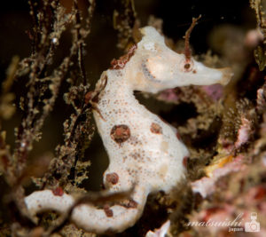 メスのタツノオトシゴ