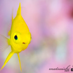 コガネスズメダイ幼魚