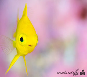 コガネスズメダイ幼魚