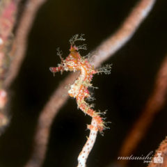 タツノオトシゴ幼魚