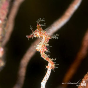 タツノオトシゴ幼魚