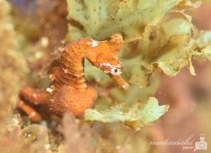 タツノオトシゴ