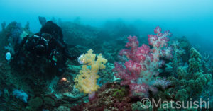 五島ダイビング