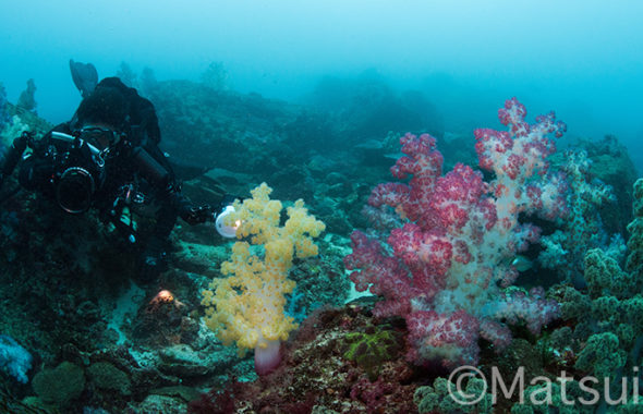 五島ダイビング
