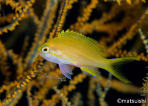 スミレナガハナダイ