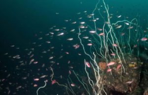 桜島錦江湾水深40m