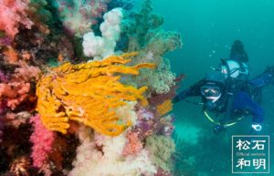 五島に潜るダイバー