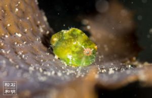 ダンゴウオの緑