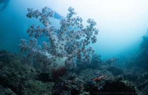 ソフトコーラル