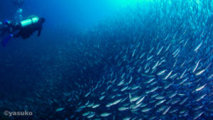 イサキの群れ