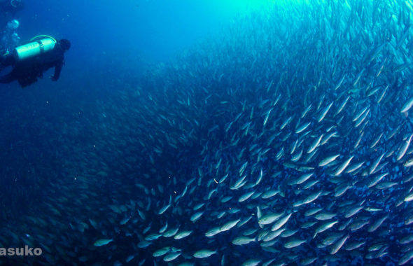 イサキの群れ