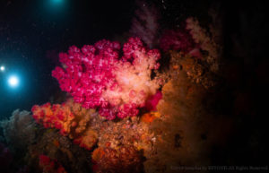 ソフトコーラル