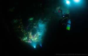 ナイトダイビング風景