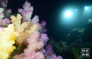 ナイトダイビング