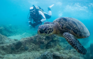 奄美大島のウミガメ