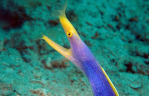 ハナヒゲウツボ