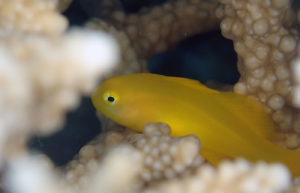 キイロサンゴハゼ