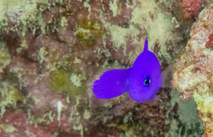 クレナイニセスズメ