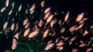 アカオビハナダイ