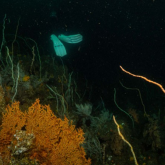 ブラックウォーター