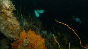 ブラックウォーター