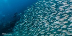 福岡の海でダイビング