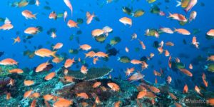 水族館のような海