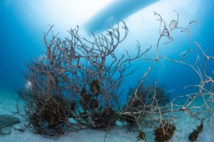 ボートダイビング