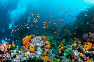 潮流のダイビング