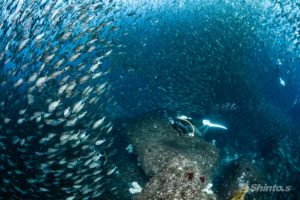 巨大な魚の群れ