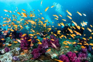 キンギョハナダイの群れ