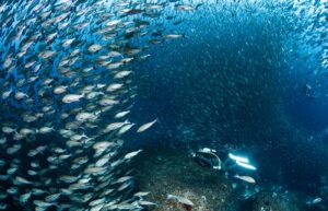 イサキウォール