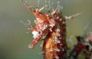 タツノオトシゴ