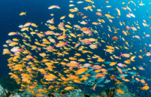 キンギョハナダイ