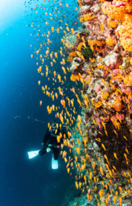 オレンジに染めるキンギョハナダイ