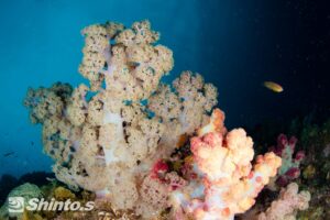 ソフトコーラル