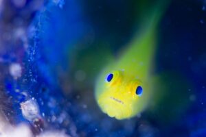 ミジンベニハゼ