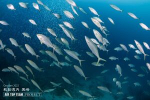 魚の群れ　カンパチ　ブリ