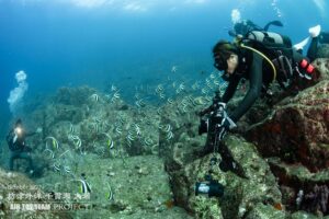 ムレハタタテダイ