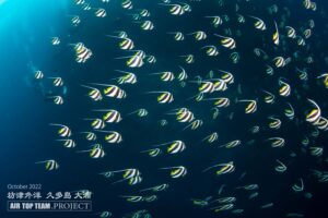 ムレハタタテダイ